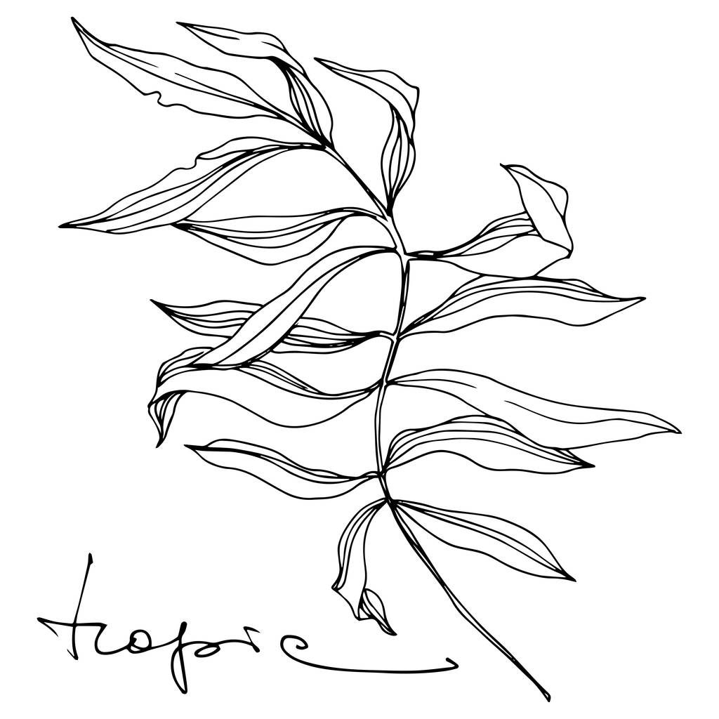 ベクトル熱帯ヤシの葉。黒と白の刻まインクアート。孤立した花のイラスト要素. - ベクター画像