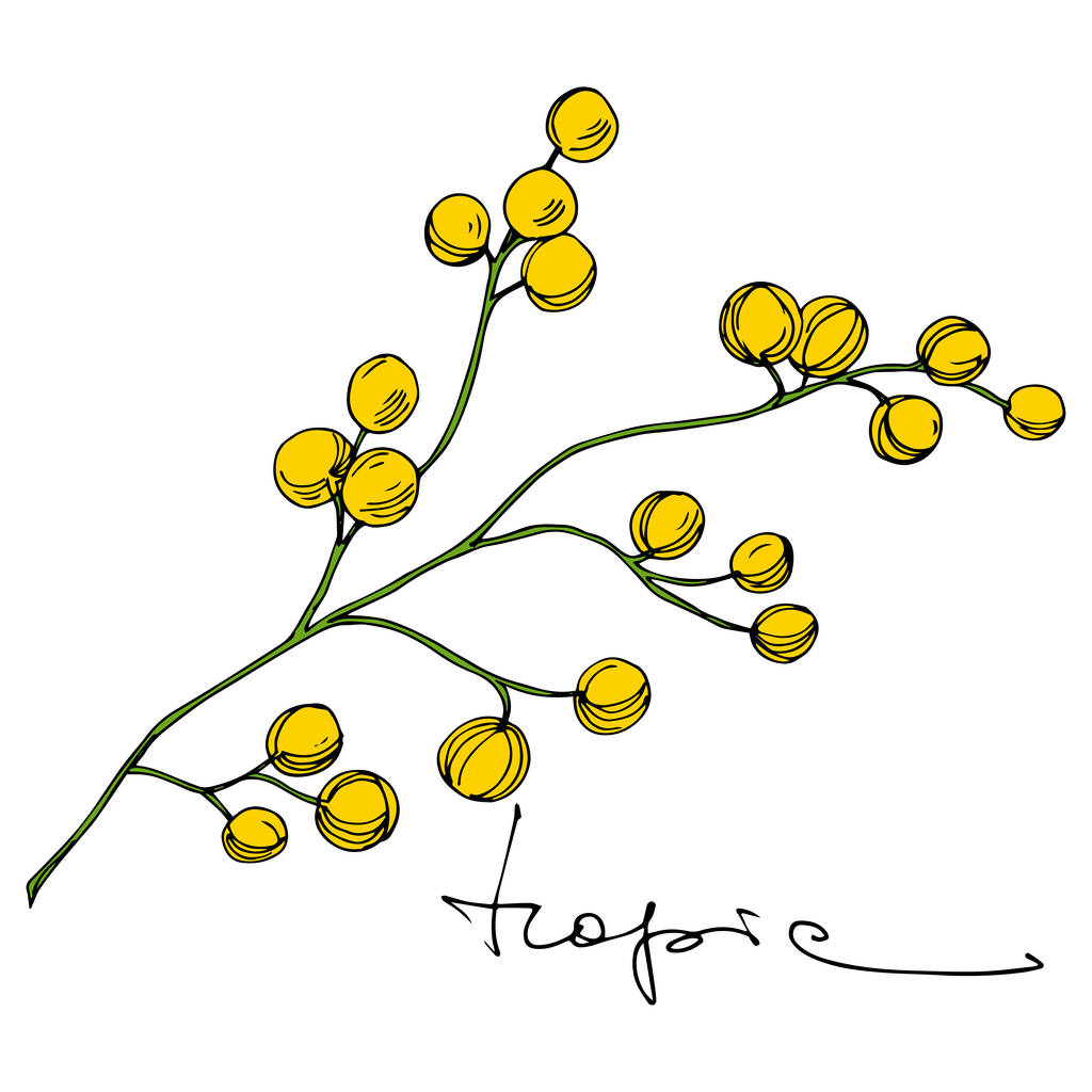 Διάνυσμα τροπικό βοτανικό λουλούδι. Εξωτικό Χαβανέζικο καλοκαίρι. Χαραγμένο μελάνι τέχνης. Μεμονωμένα στοιχεία εικονογράφησης λουλουδιών. - Διάνυσμα, εικόνα