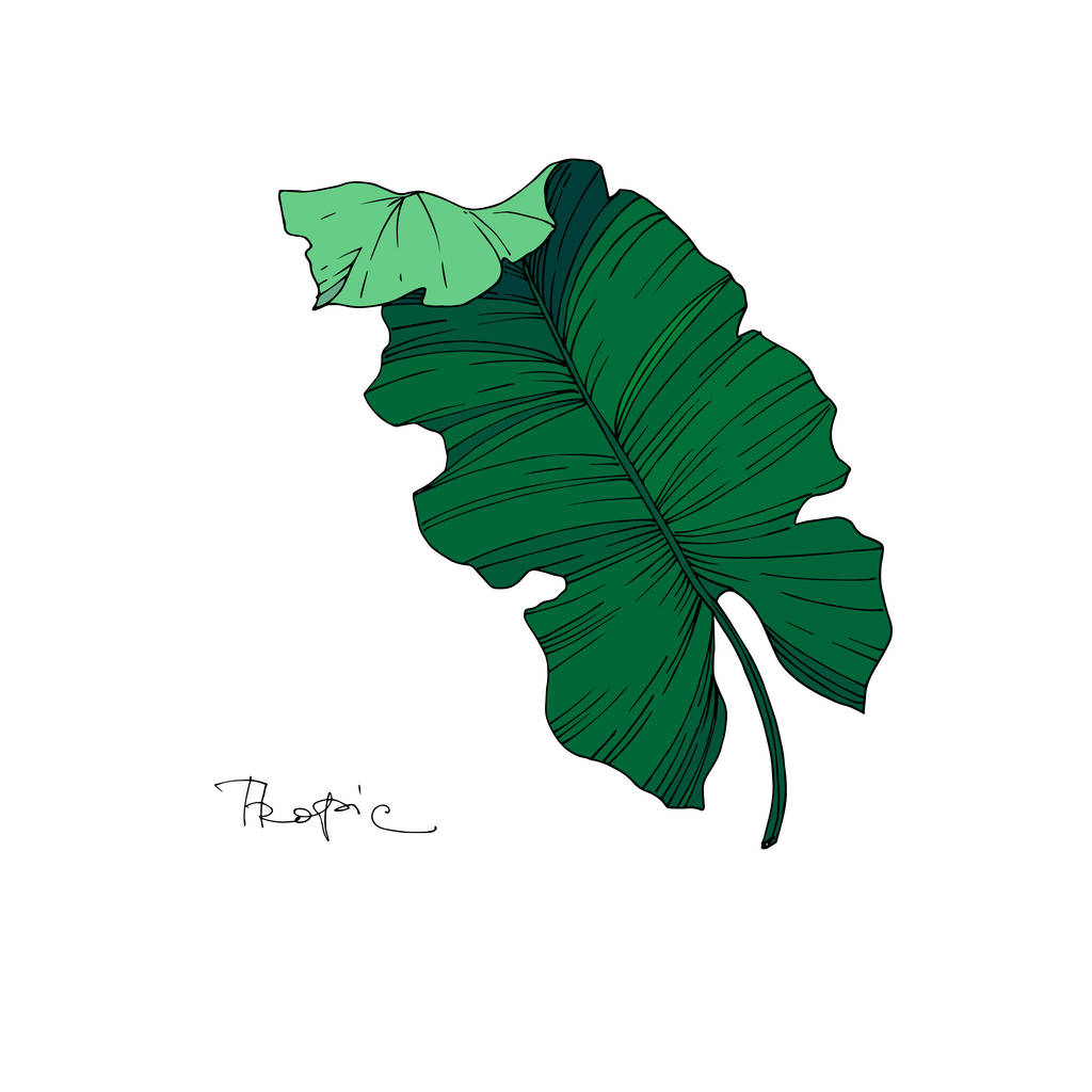 Vector Palm Beach tree leaves jungle botanical. Черно-белый рисунок чернил. Изолированный элемент иллюстрации листьев
. - Вектор,изображение