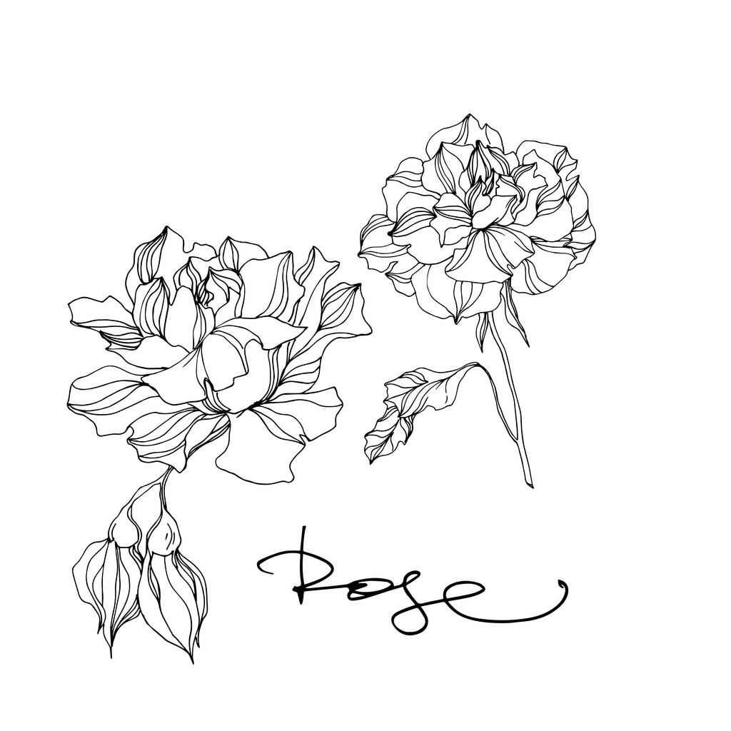 Fiori botanici floreali Vector Rose. Inchiostro inciso in bianco e nero art. Elemento illustrazione rose isolate
. - Vettoriali, immagini