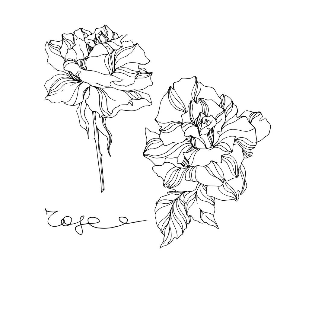 Vector roos bloemen botanische bloemen. Zwart-wit gegraveerde inktkunst. Geïsoleerde rozen illustratie-element. - Vector, afbeelding