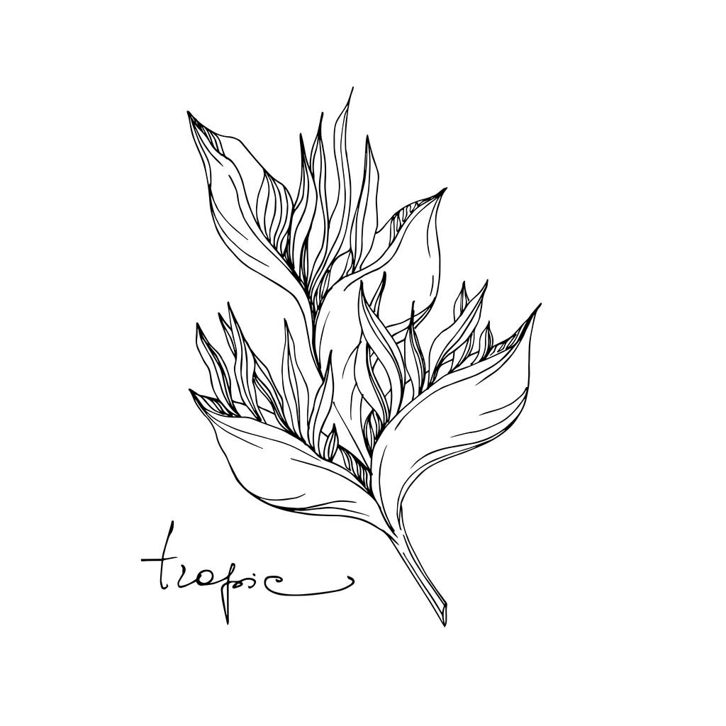 Vektor Trópusi virágos botanikai virágok. Fekete-fehér vésett tinta művészet. Izolált virág illusztrációs elem. - Vektor, kép