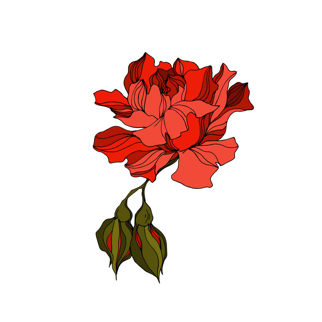 Imagen gráfica vectorial sin royalties de Vector Roses Flores Botánicas  Florales. Flor Silvestre