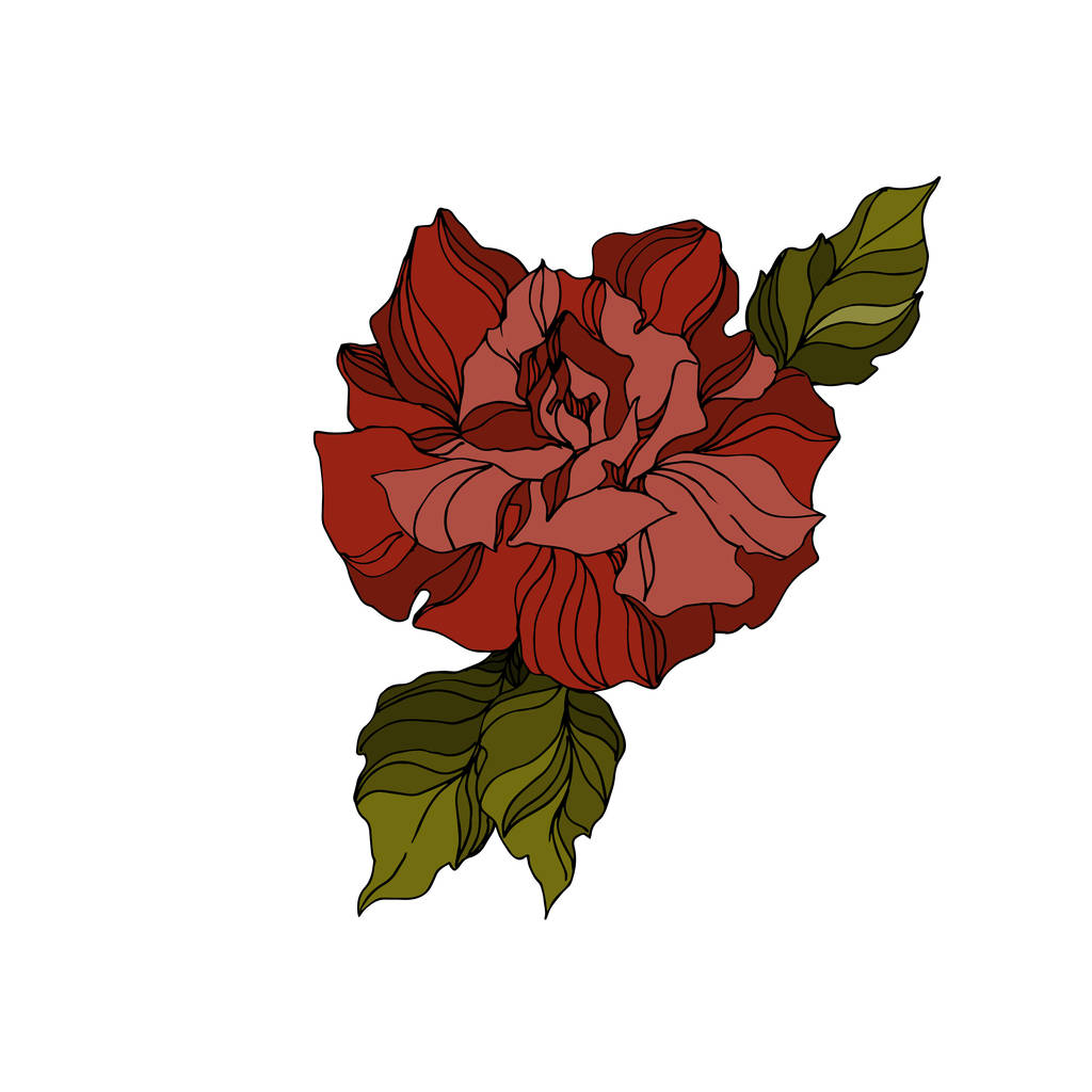 Vektor růže květinové botanické květiny. Černobílý rytý inkoust. Izolovaný prvek ilustrace růží. - Vektor, obrázek