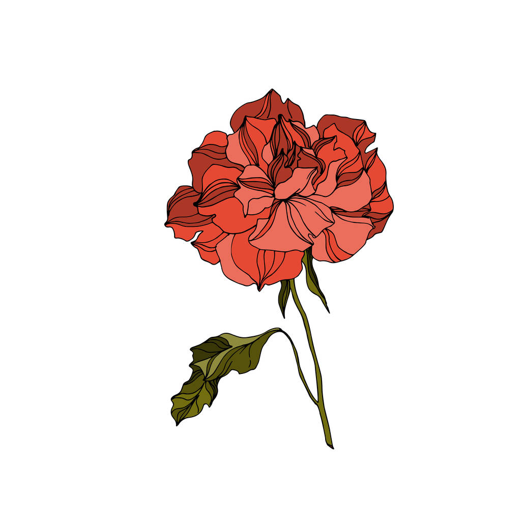 ベクトルバラの植物の花。黒と白の刻まインクアート。孤立したバラのイラスト要素. - ベクター画像
