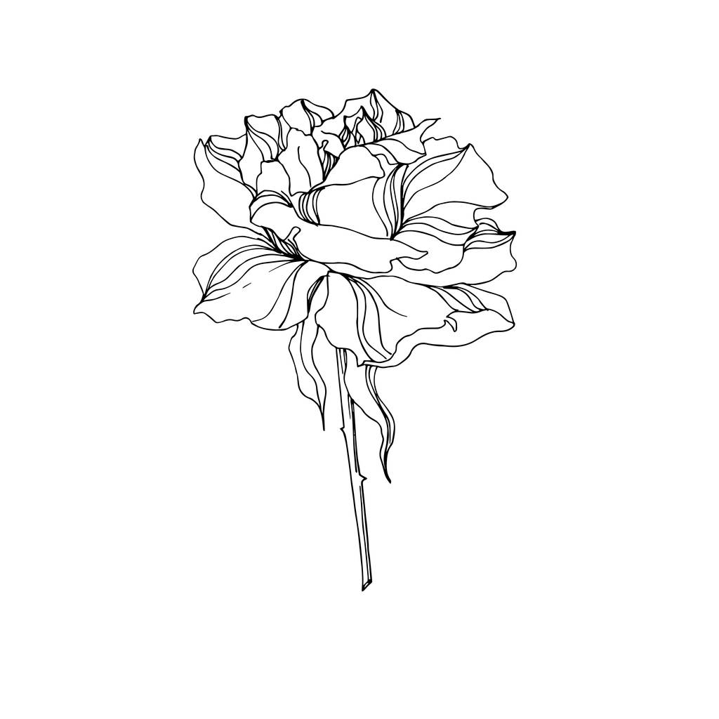 Vektör gül çiçekli botanik çiçekleri. Siyah beyaz işlemeli mürekkep sanatı. İzole gül çizim elementi. - Vektör, Görsel