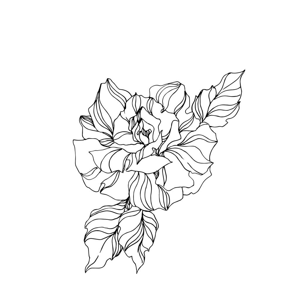 Vector Fleurs botaniques florales roses. Encre gravée en noir et blanc. Elément d'illustration de roses isolées
. - Vecteur, image