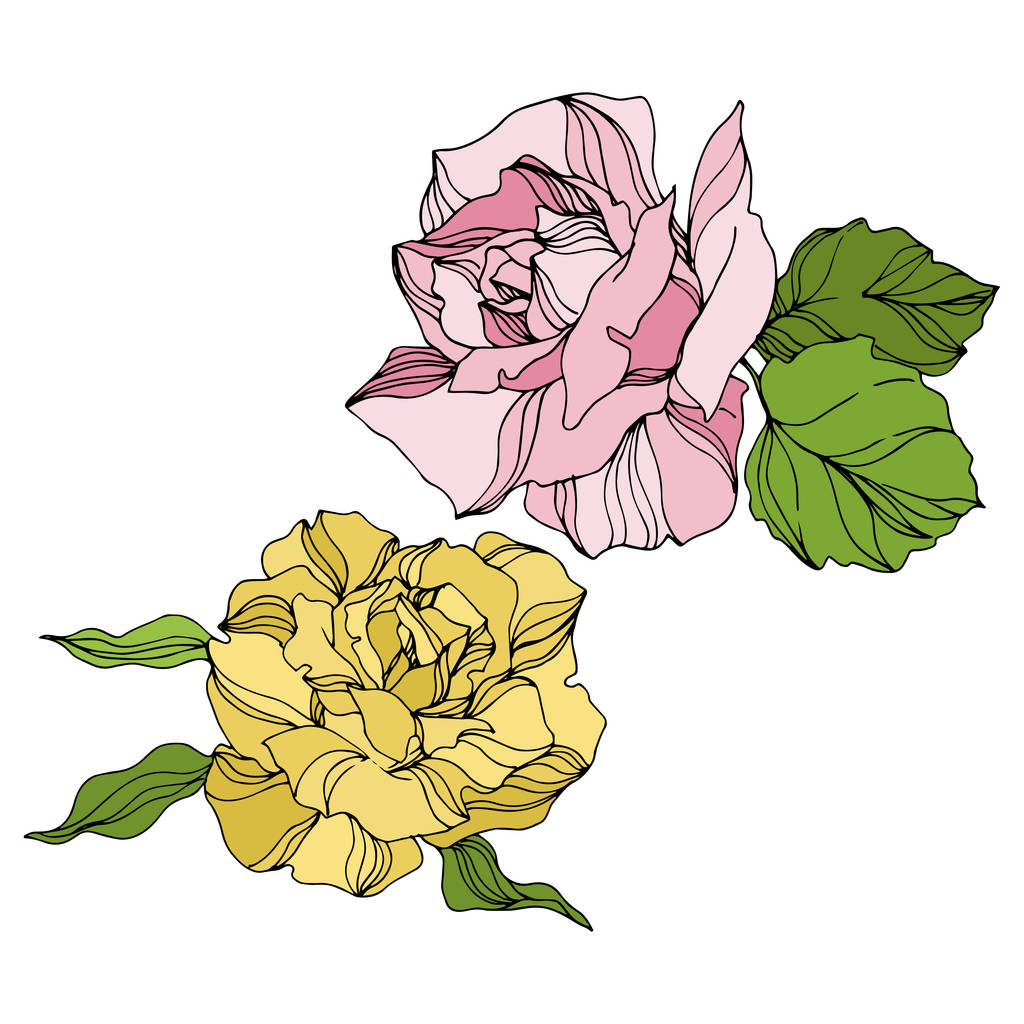 Vector Rose flores botánicas florales. Arte de tinta grabada. Elemento ilustrativo de rosas aisladas
. - Vector, Imagen