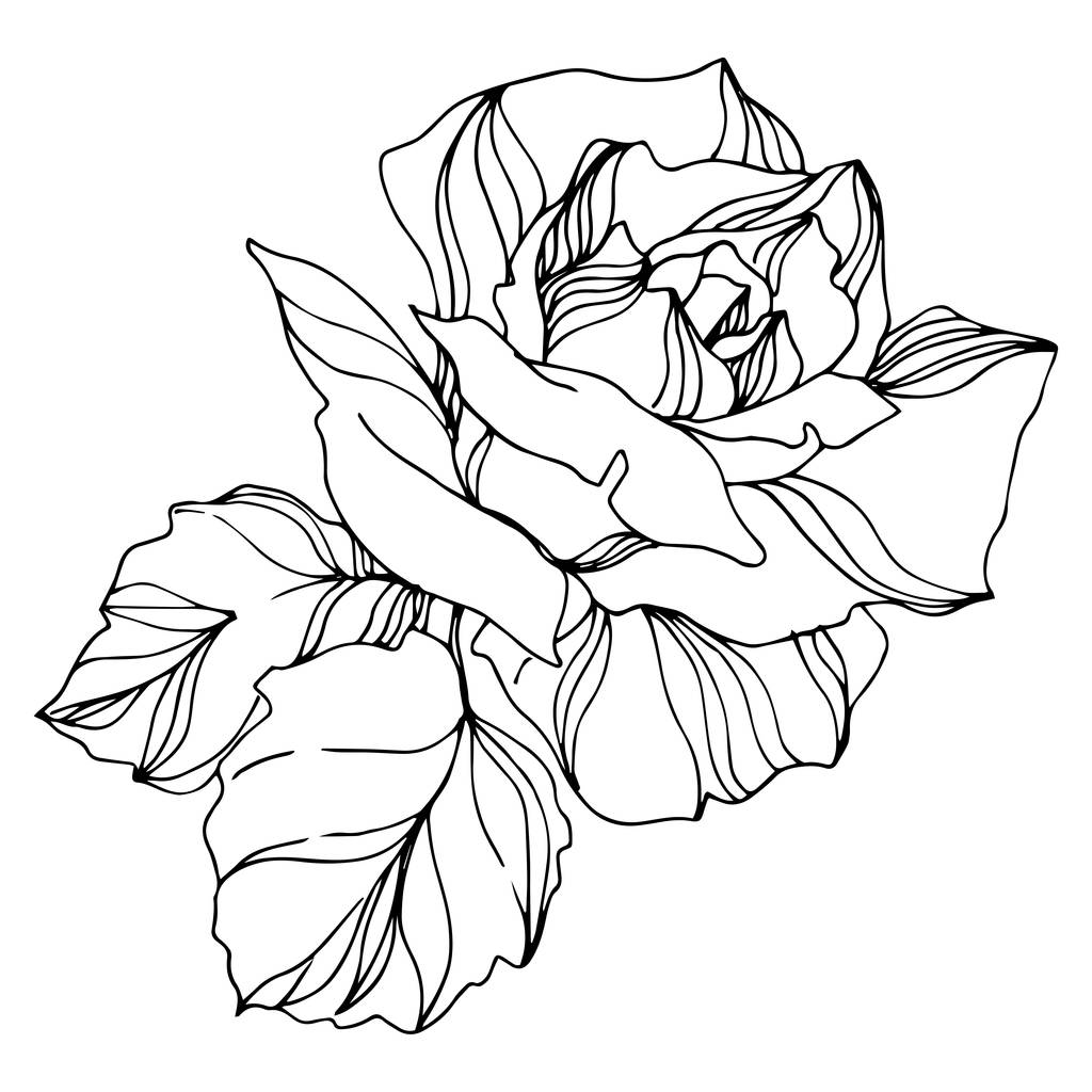Διάνυσμα τριαντάφυλλο λουλούδια βοτανικό. Χαραγμένο μελάνι τέχνης. Μεμονωμένα στοιχεία εικονογράφησης τριαντάφυλλων. - Διάνυσμα, εικόνα