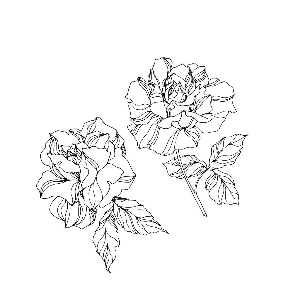 Vektör Gül çiçekli botanik çiçekleri. Siyah beyaz işlemeli mürekkep sanatı. İzole gül illüstrasyon ögesi. - Vektör, Görsel