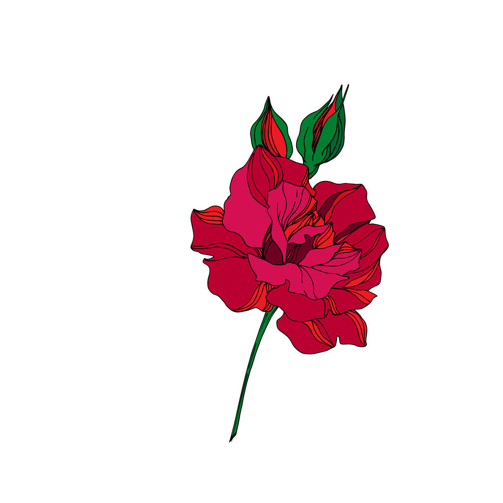 Цветочный ботанический цветок векторной розы. Красная и зеленая гравировка чернил. Изолированный элемент розовой иллюстрации
. - Вектор,изображение