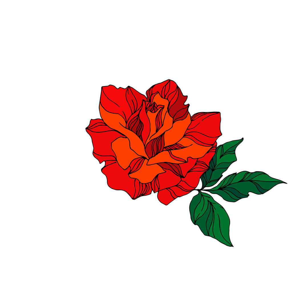 Vector Rose flor botânica floral. Tinta vermelha e verde gravada arte. Isolado elemento ilustração rosa
. - Vetor, Imagem