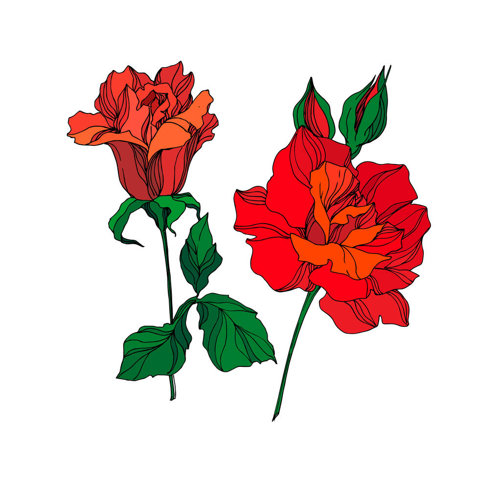 Διάνυσμα τριαντάφυλλο λουλούδια βοτανικό. Κόκκινο και πράσινο χαραγμένο μελάνι τέχνης. Μεμονωμένο στοιχείο απεικόνισης τριαντάφυλλου. - Διάνυσμα, εικόνα