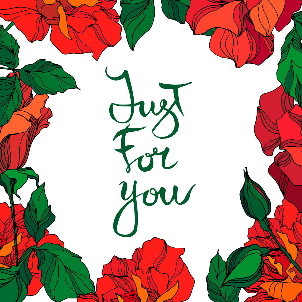 Vector Rose flores botânicas florais. Arte de tinta gravada vermelha ahd verde. Quadro borda ornamento quadrado
. - Vetor, Imagem
