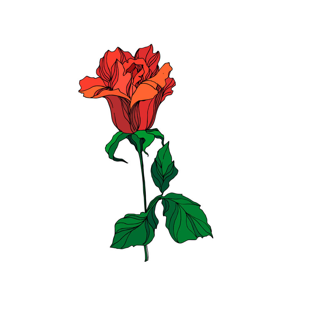 ベクトルバラの花植物の花。赤と緑の刻まインクアート。孤立したバラのイラスト要素. - ベクター画像