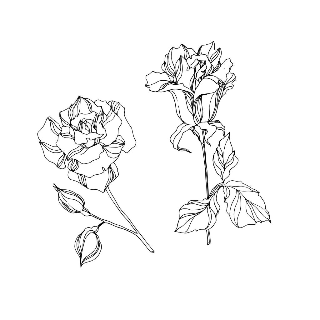 ベクトルバラの花植物の花。黒と白の刻まインクアート。孤立したバラのイラスト要素. - ベクター画像