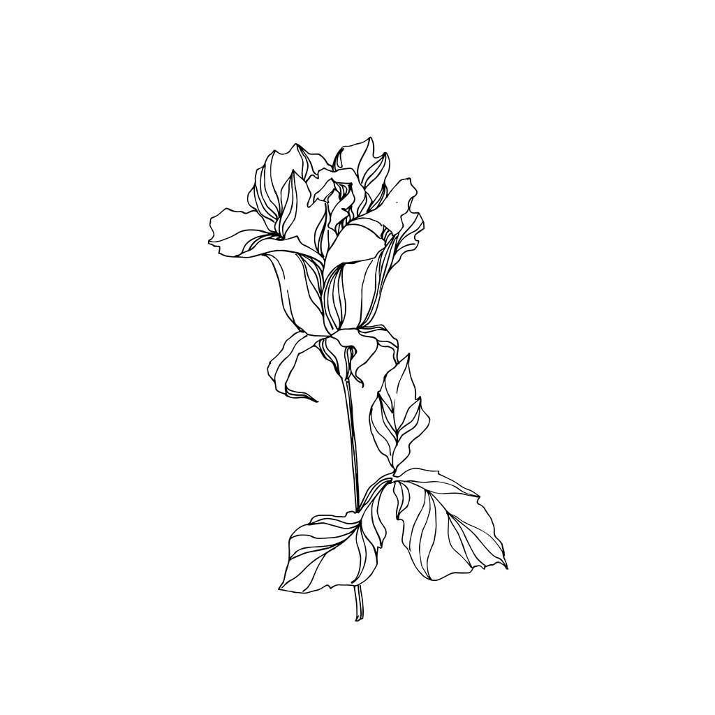 Вектор Роуз квіткова ботанічна квітка. Чорно-біле гравірування чорнила. Ізольований елемент ілюстрації троянди
. - Вектор, зображення