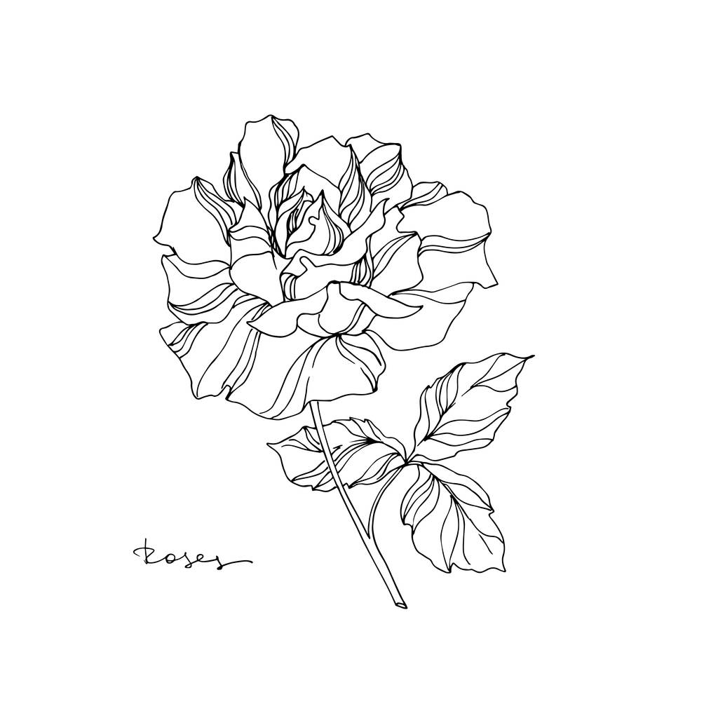 Vektör Gül çiçekli botanik çiçeği. Siyah beyaz işlemeli mürekkep sanatı. İzole gül illüstrasyon ögesi. - Vektör, Görsel
