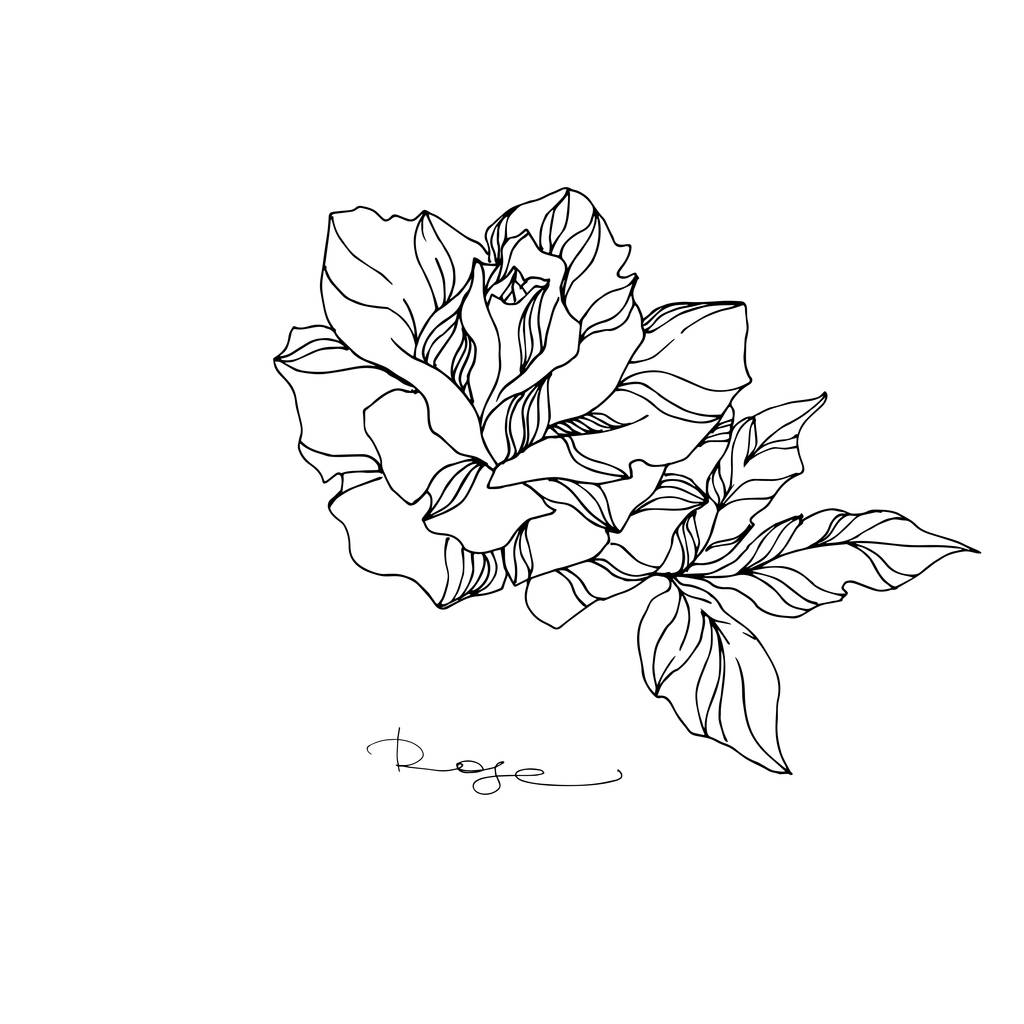 Цветочный ботанический цветок векторной розы. Черно-белый рисунок чернил. Изолированный элемент розовой иллюстрации
. - Вектор,изображение