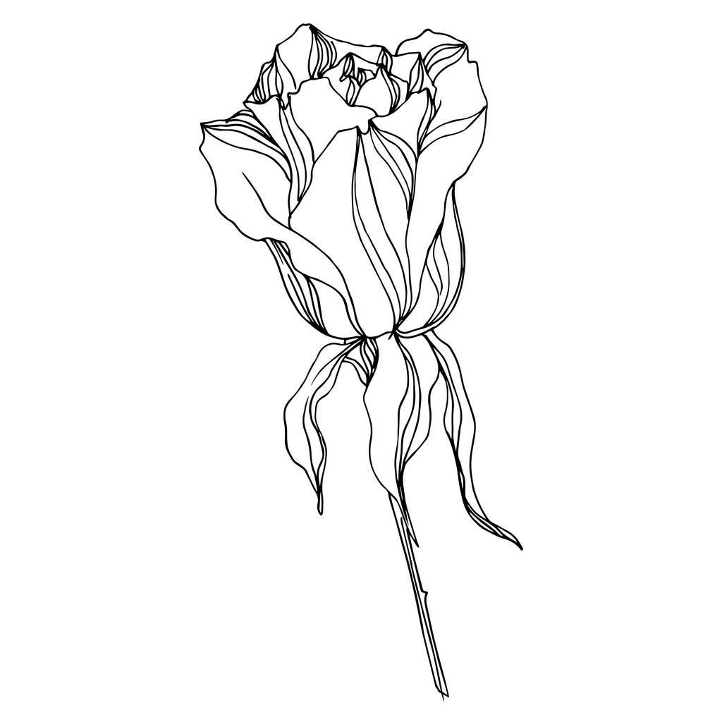 Διάνυσμα Τριαντάφυλλα ανθικά βοτανικά λουλούδια. Μαύρο και άσπρο χαραγμένο μελάνι τέχνης. Μεμονωμένο στοιχείο απεικόνισης τριαντάφυλλου. - Διάνυσμα, εικόνα