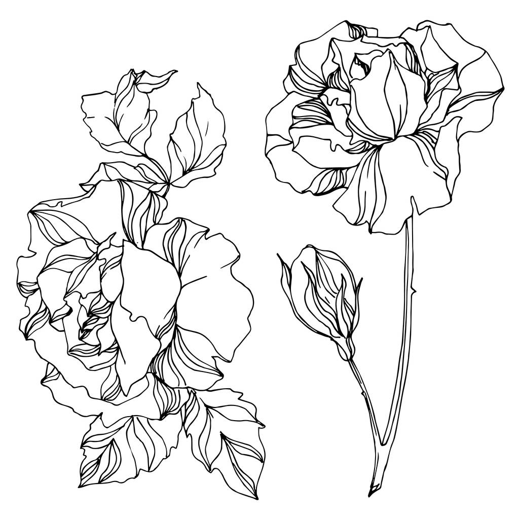 Διάνυσμα Τριαντάφυλλα ανθικά βοτανικά λουλούδια. Μαύρο και άσπρο χαραγμένο μελάνι τέχνης. Μεμονωμένο στοιχείο απεικόνισης τριαντάφυλλου. - Διάνυσμα, εικόνα