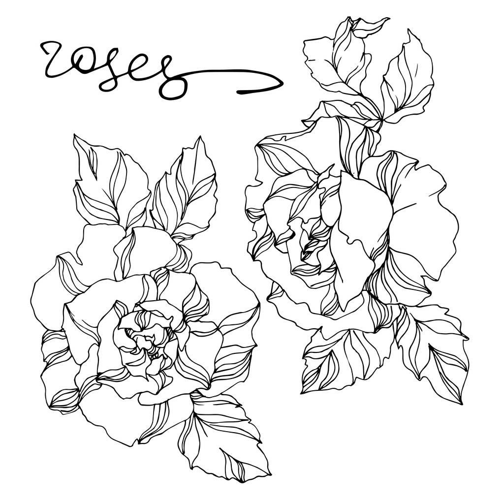 Vektorové růže květinové botanické květiny. Černobílý rytý inkoust. Izolovaný prvek ilustrace růží. - Vektor, obrázek
