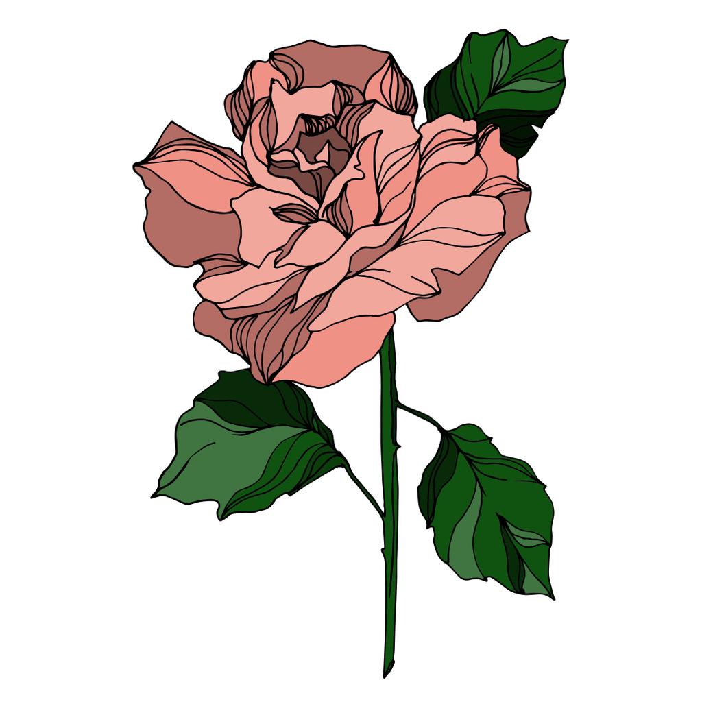 Векторные розы цветочные ботанические цветы. Черно-белый рисунок чернил. Изолированный элемент розовой иллюстрации
. - Вектор,изображение