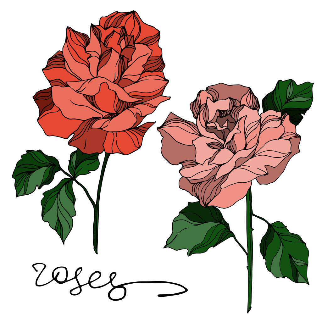 Vector Roses flores botánicas florales. Tinta grabada en blanco y negro. Elemento de ilustración rosa aislada
. - Vector, imagen