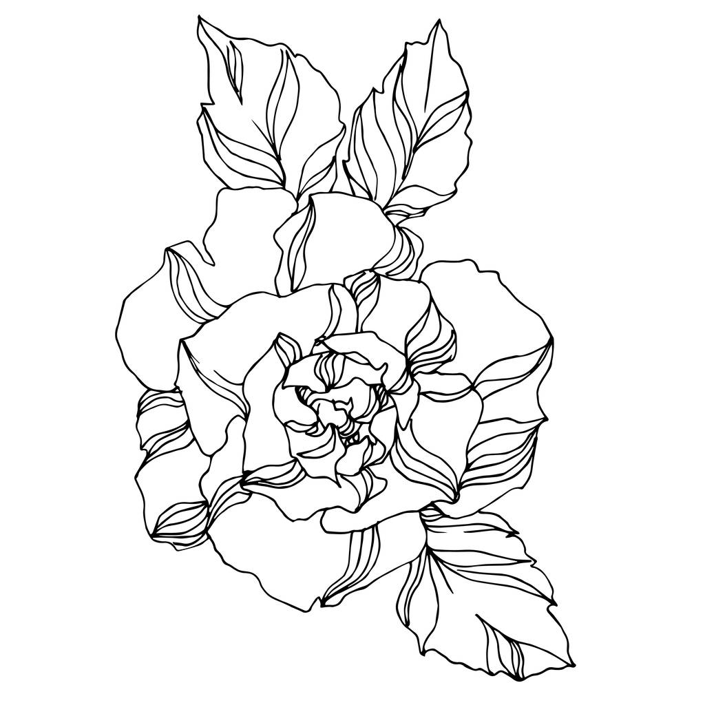 Wektor Róże kwiaty botaniczne. Czarno-biała grawerowana sztuka tuszu. Izolowany element ilustracji róży. - Wektor, obraz