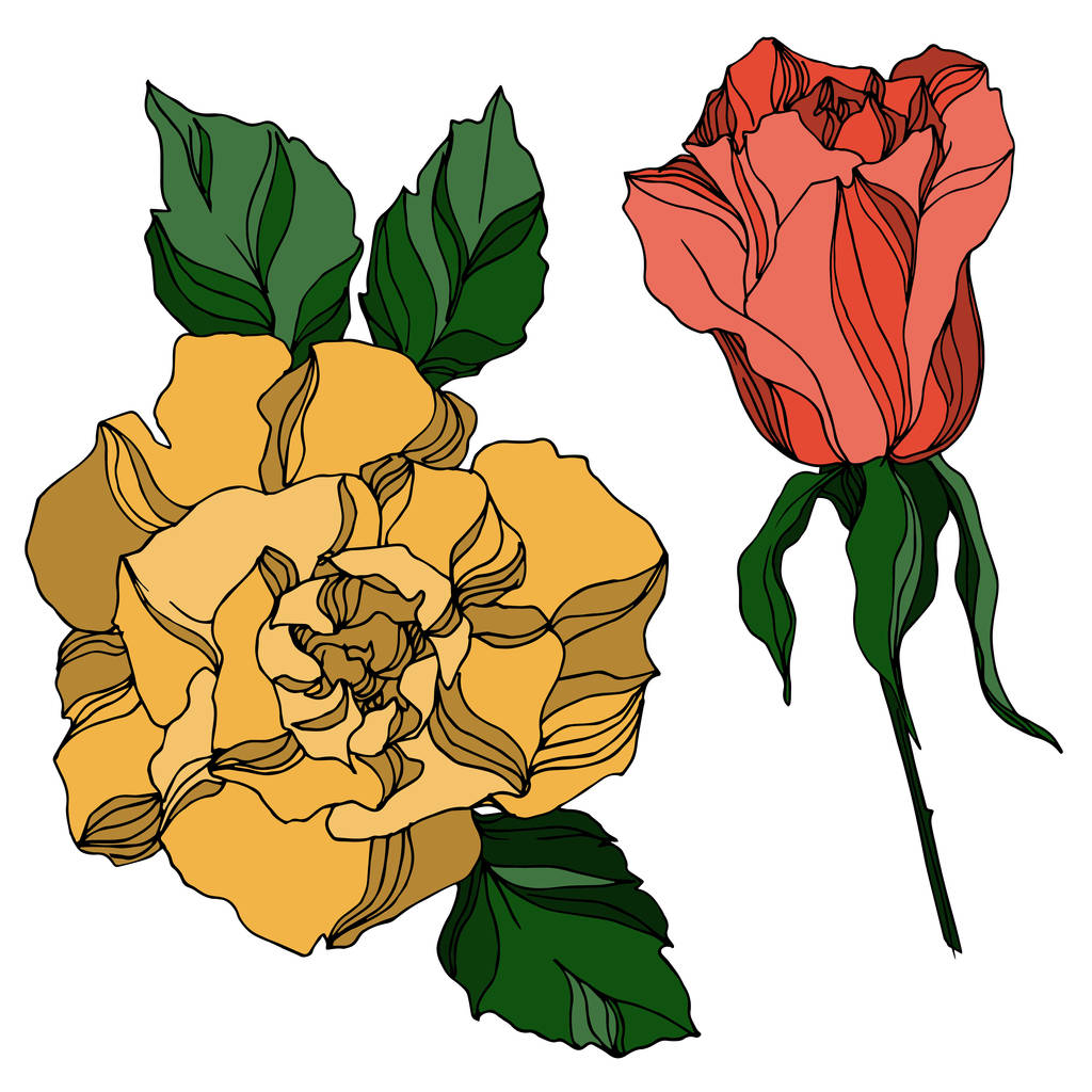 Wektor Róże kwiaty botaniczne. Czarno-biała grawerowana sztuka tuszu. Izolowany element ilustracji róży. - Wektor, obraz
