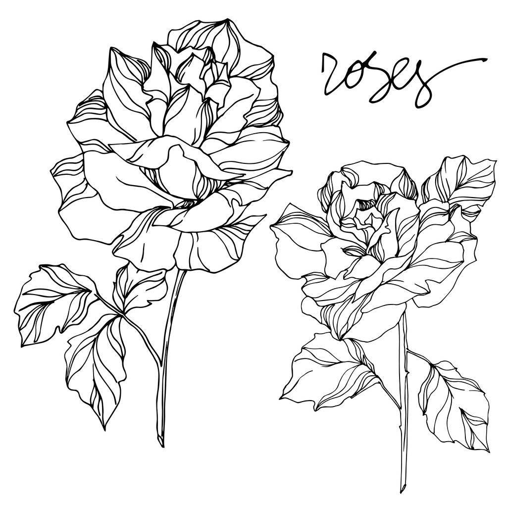 Roses vectorielles fleurs botaniques florales. Encre gravée en noir et blanc. Elément d'illustration isolé rose
. - Vecteur, image