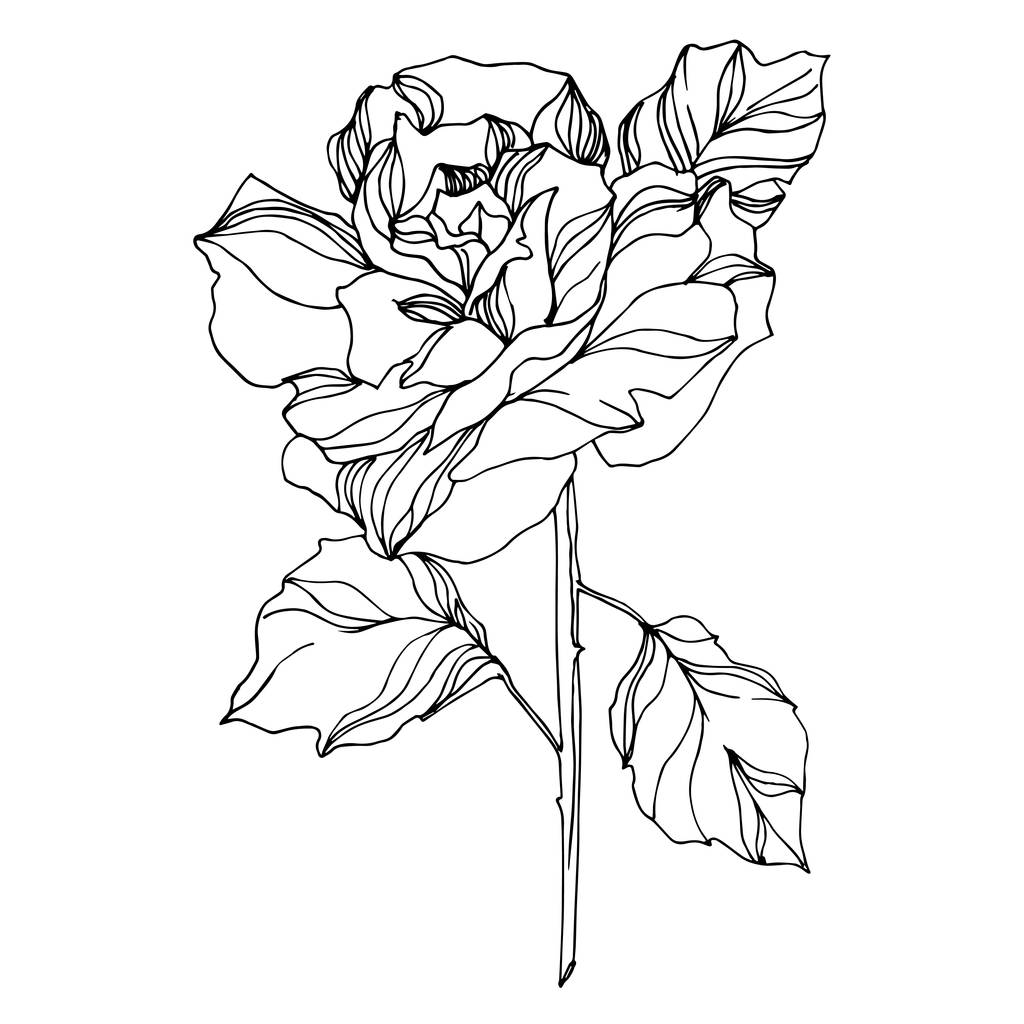 Векторные розы цветочные ботанические цветы. Черно-белый рисунок чернил. Изолированный элемент розовой иллюстрации
. - Вектор,изображение