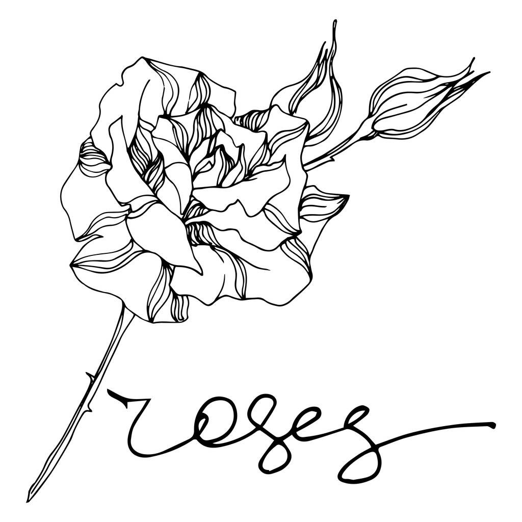 Vector Rose flores botânicas florais. Tinta gravada a preto e branco. Rosas isoladas elemento ilustrativo
. - Vetor, Imagem