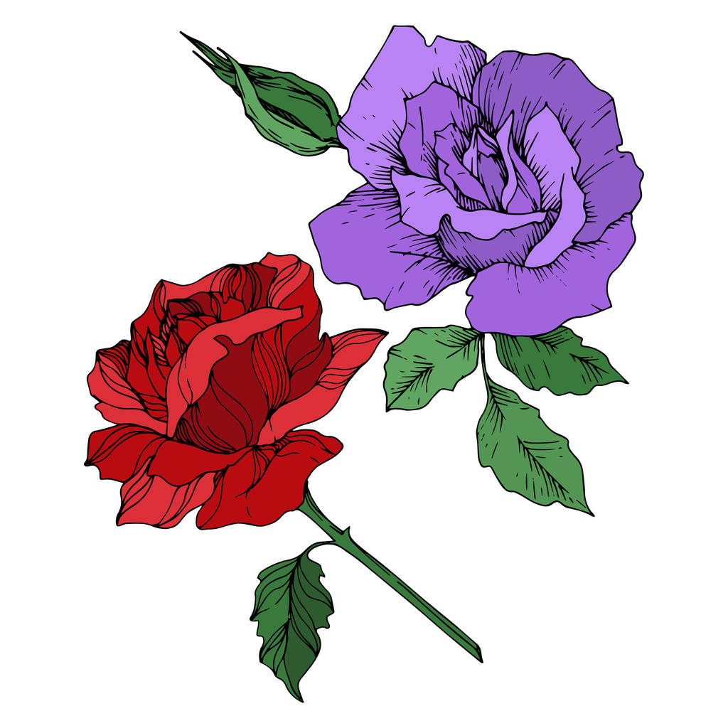 Διάνυσμα τριαντάφυλλο λουλούδια βοτανικό. Μαύρο και άσπρο χαραγμένο μελάνι τέχνης. Μεμονωμένα στοιχεία εικονογράφησης τριαντάφυλλων. - Διάνυσμα, εικόνα