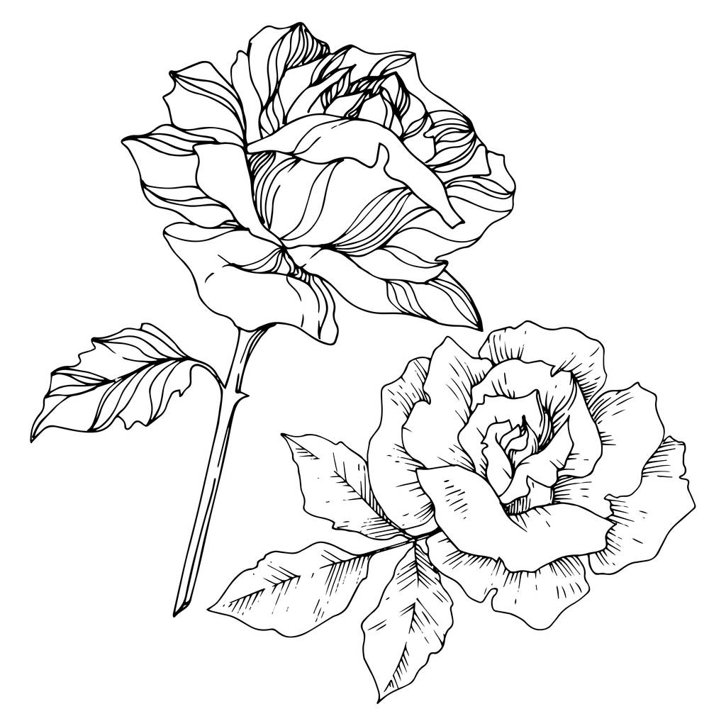 Vektorrose florale botanische Blumen. Schwarz-weiß gestochene Tuschekunst. vereinzelte Rosen Illustrationselement. - Vektor, Bild