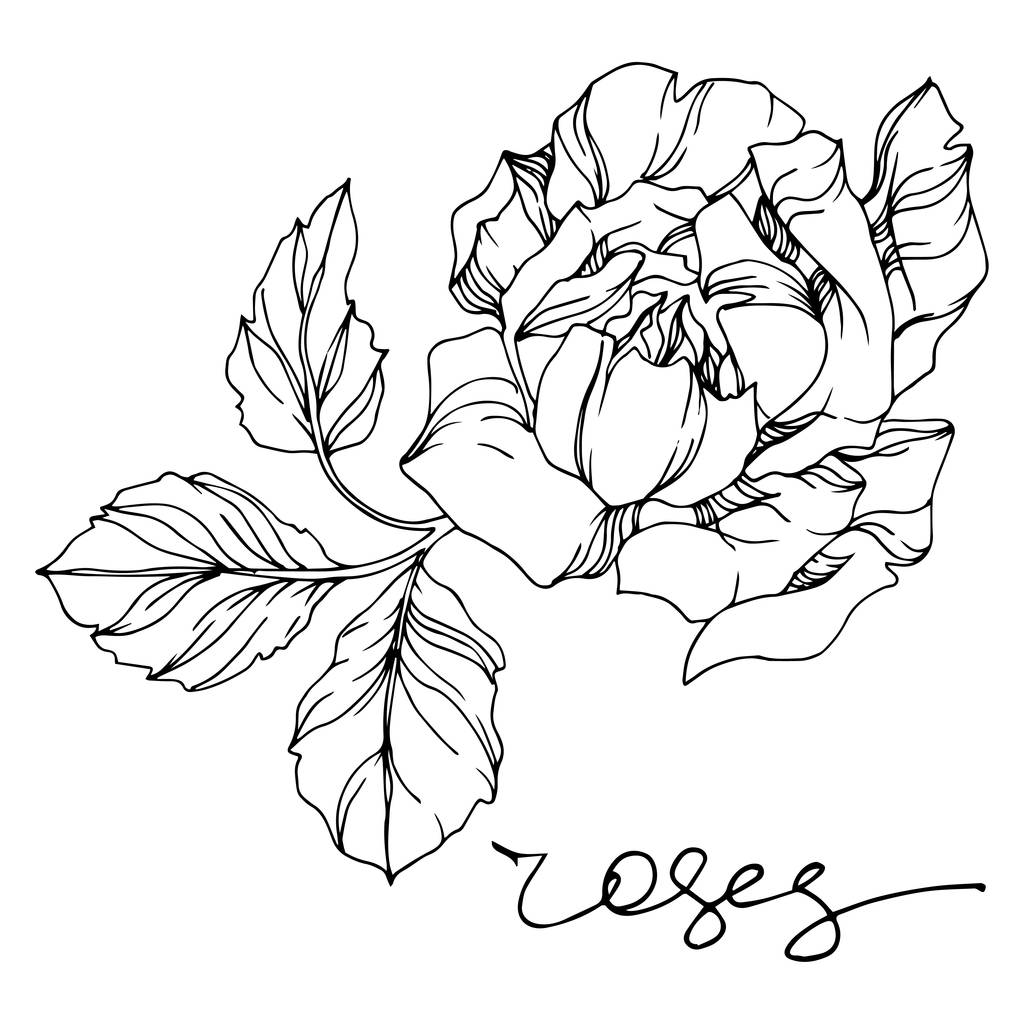 Vektorrose florale botanische Blumen. Schwarz-weiß gestochene Tuschekunst. vereinzelte Rosen Illustrationselement. - Vektor, Bild