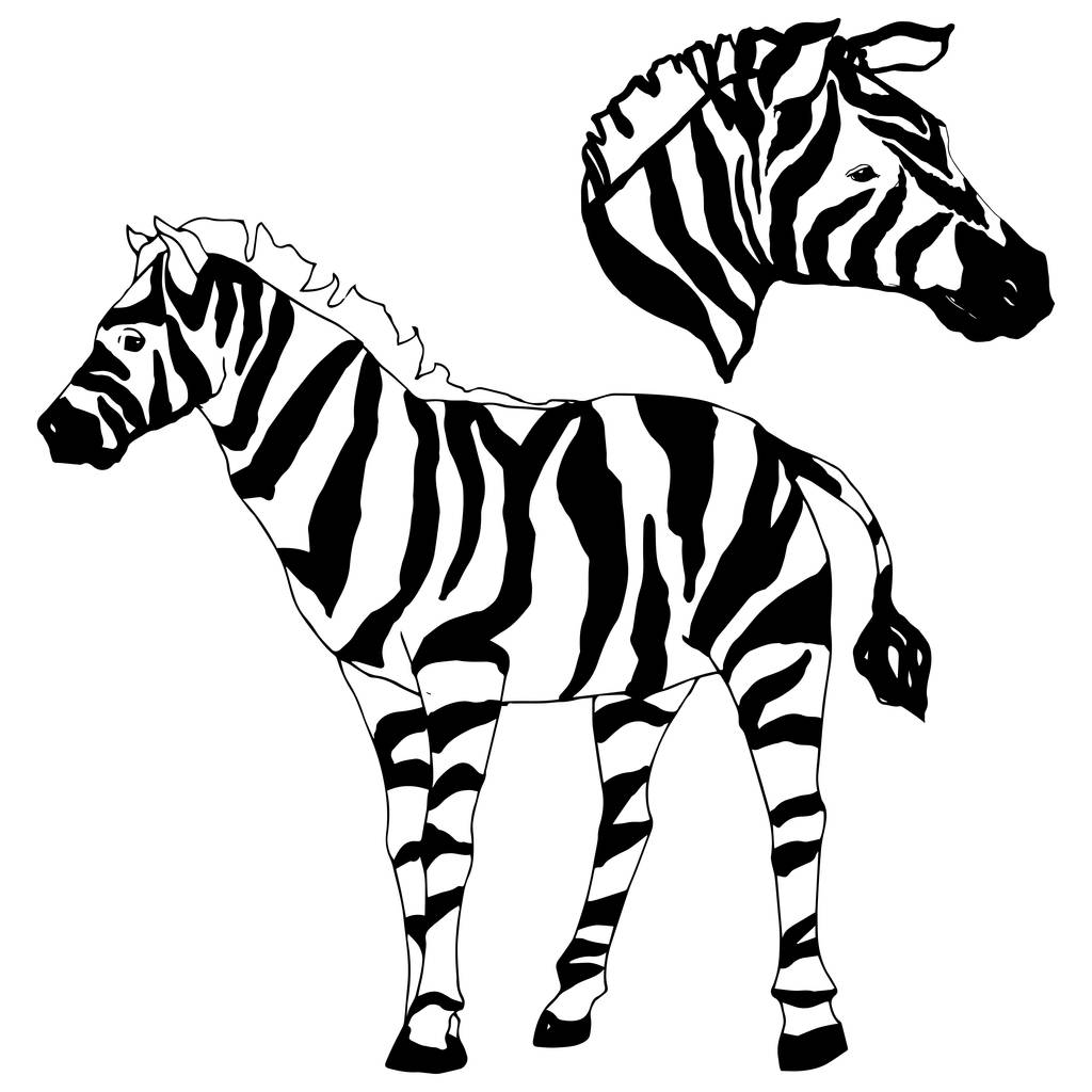 Vector Cebra exótica animal salvaje aislado. Tinta grabada en blanco y negro. Elemento de ilustración animal aislado
. - Vector, imagen