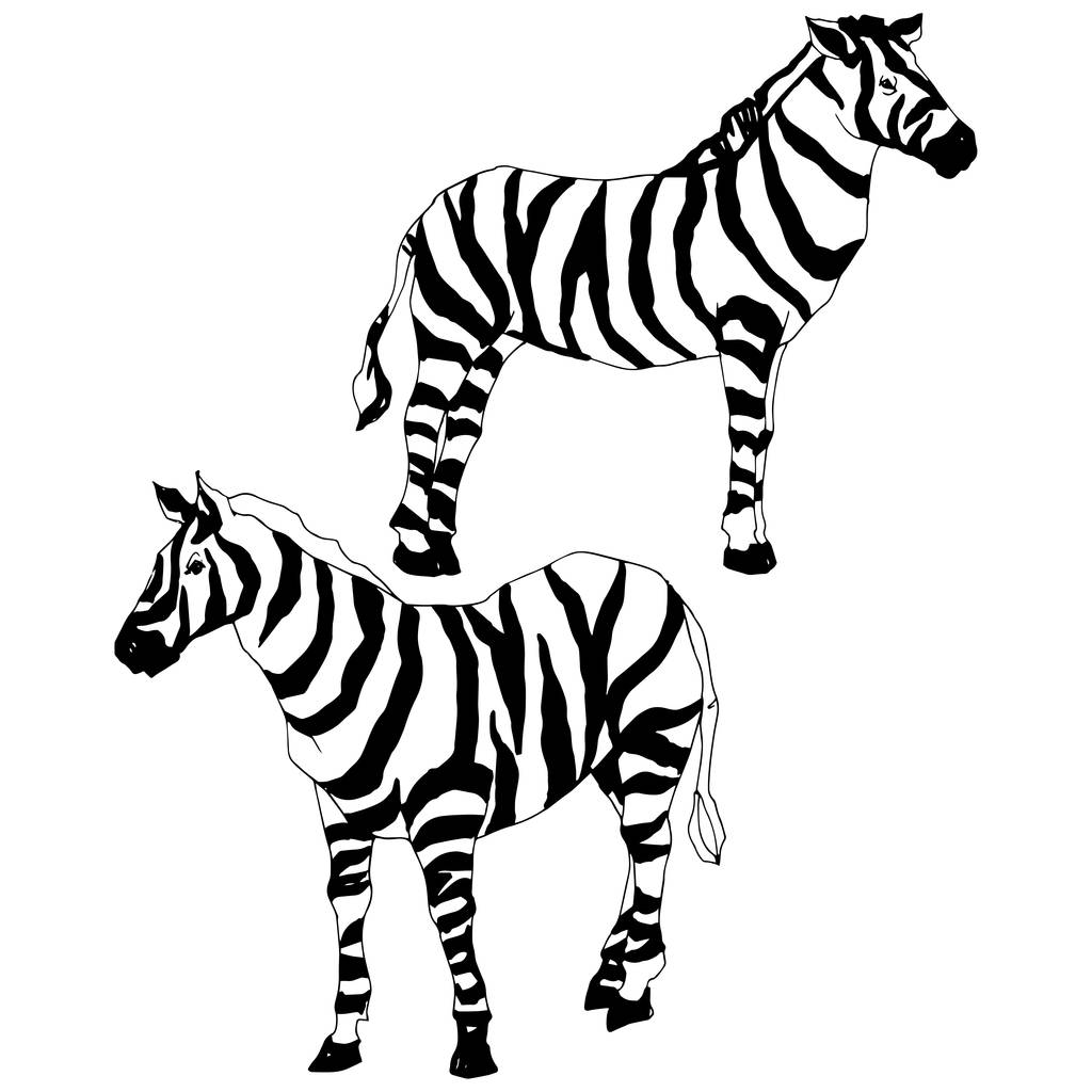 Vettore Zebra esotica animale selvatico isolato. Inchiostro inciso in bianco e nero art. Elemento di illustrazione animale isolato
. - Vettoriali, immagini