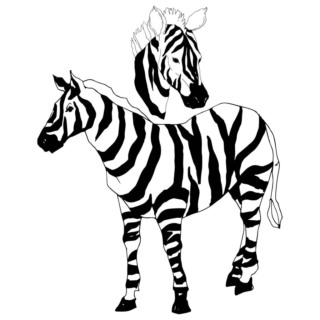 Vektor Egzotikus zebra vadállat izolálva. Fekete-fehér vésett tinta művészet. Elszigetelt állati illusztrációs elem. - Vektor, kép