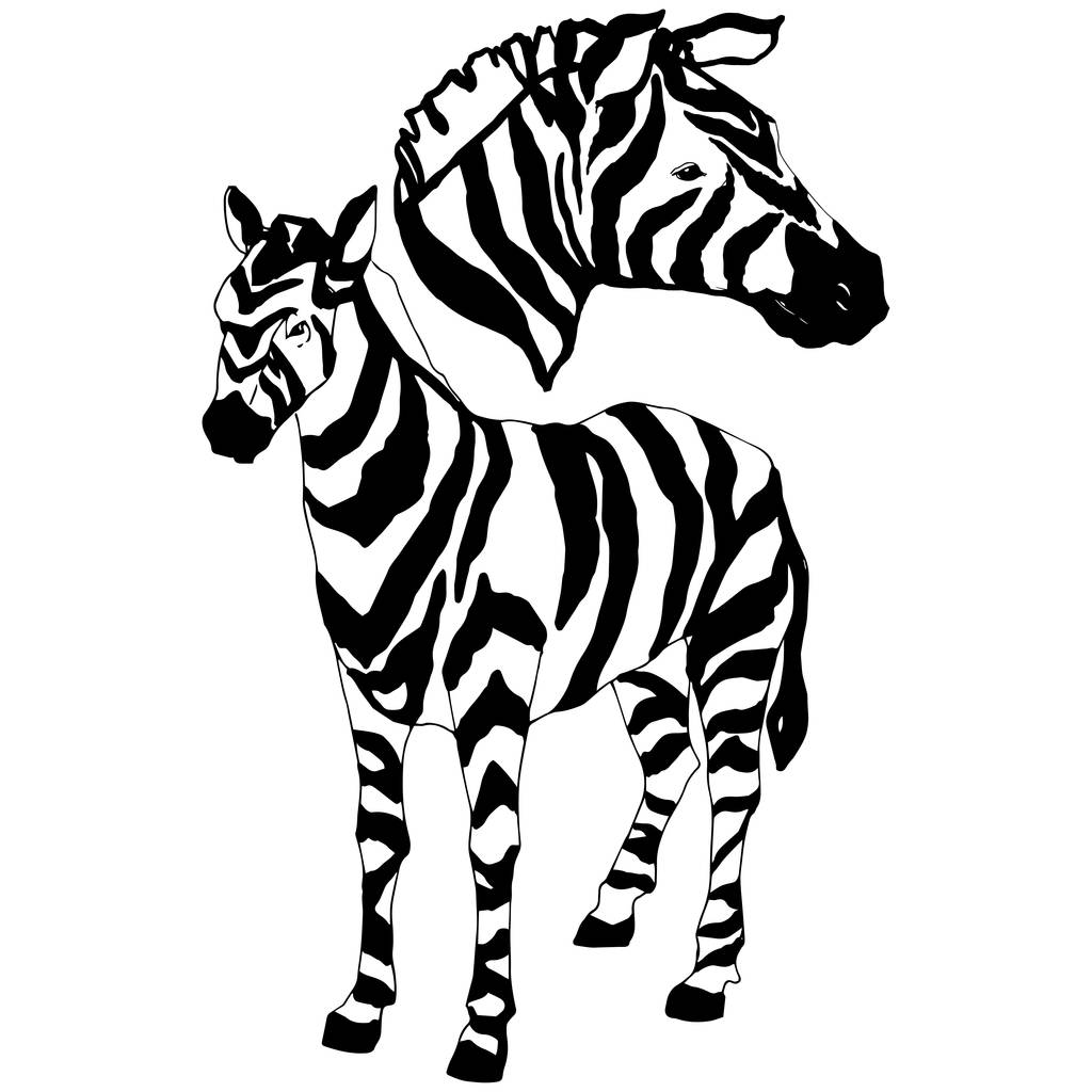 Vektor Exotická zebry divoké zvíře izolované. Černobílý rytý inkoust. Izolovaný prvek ilustrace zvířat. - Vektor, obrázek