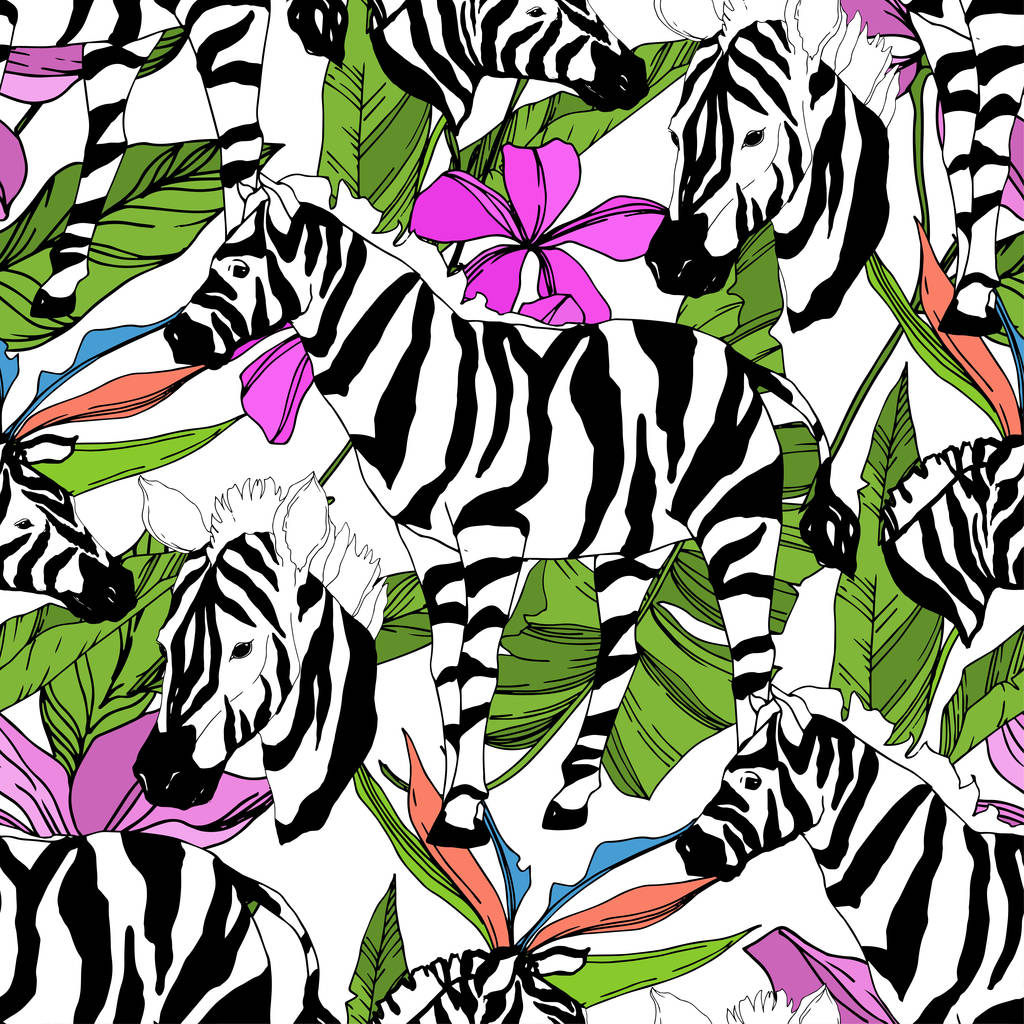 Vettore Zebra esotica stampa animale selvatico isolato. Inchiostro inciso in bianco e nero art. Modello di sfondo senza soluzione di continuità
. - Vettoriali, immagini