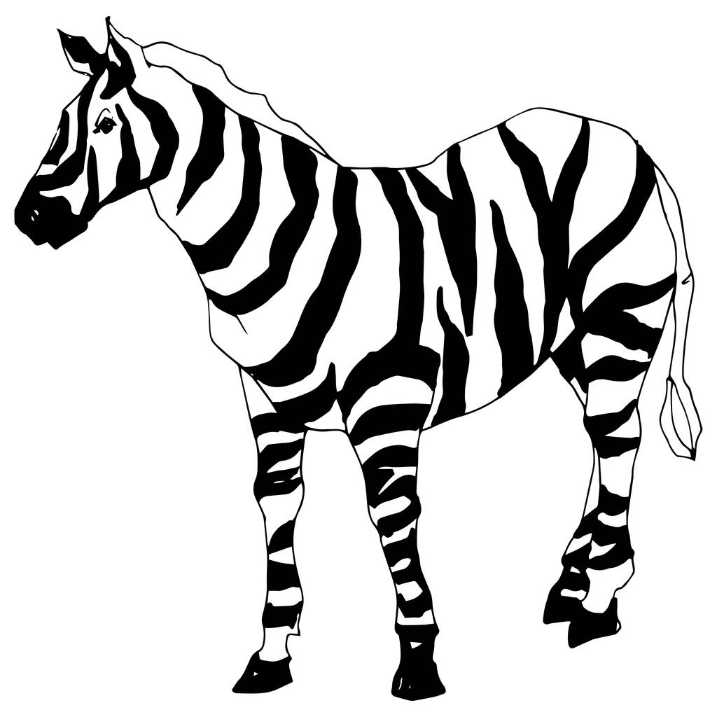 Διάνυσμα Εξωτική ζέβρα άγριο ζώο απομονωμένο. Μαύρο και άσπρο χαραγμένο μελάνι τέχνης. Μεμονωμένο στοιχείο απεικόνισης ζώων. - Διάνυσμα, εικόνα