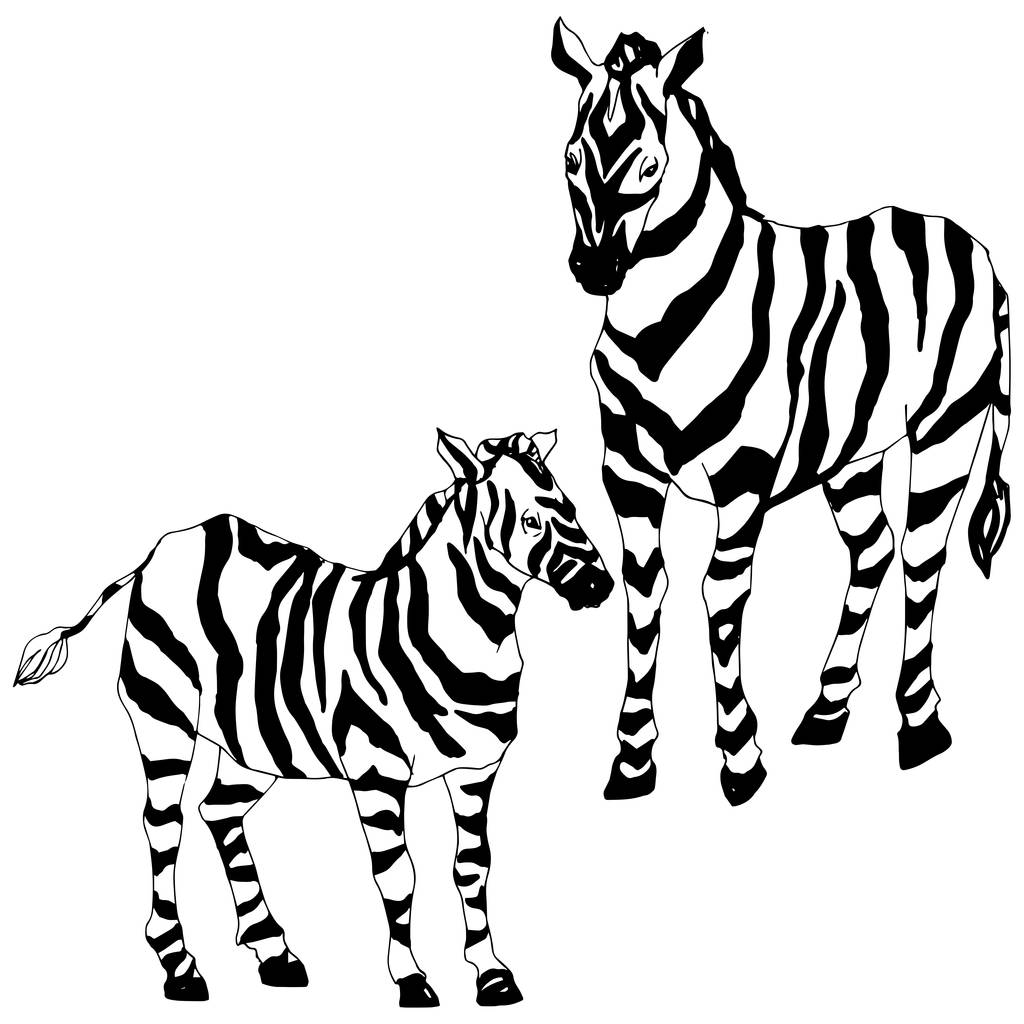 Vektor exotische Zebra Wildtier isoliert. Schwarz-weiß gestochene Tuschekunst. isoliertes Animal Illustration Element. - Vektor, Bild
