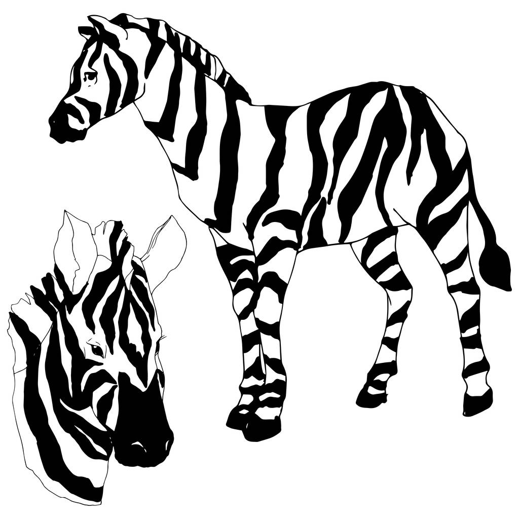 Wektor Egzotyczna zebra dzikie zwierzę izolowane. Czarno-biała grawerowana sztuka tuszu. Izolowany element ilustracji zwierząt. - Wektor, obraz