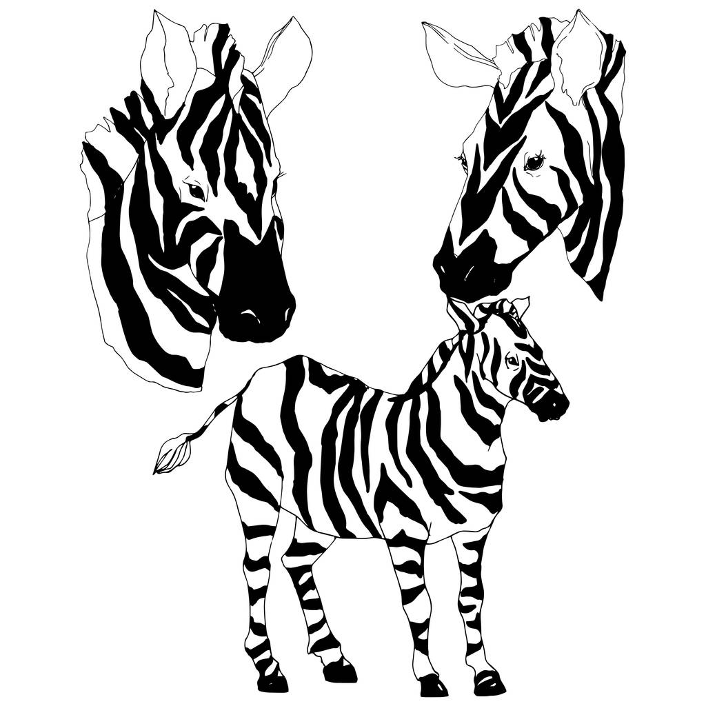 Vetor zebra exótica animal selvagem isolado. Tinta gravada a preto e branco. Elemento de ilustração animal isolado
. - Vetor, Imagem