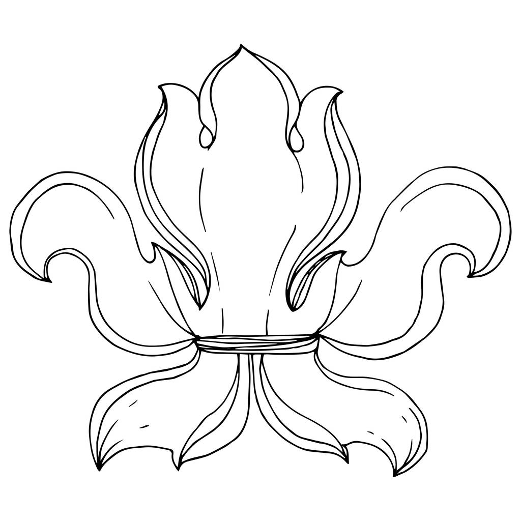 Barokowy ornament wektorowy z monogramem kwiatowym. Czarno-biała grawerowana sztuka tuszu. Izolowany element ilustracji monogramu. - Wektor, obraz