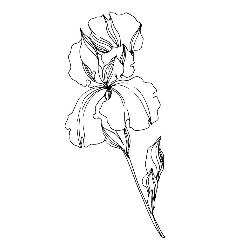 ベクトルアイリス花植物の花。黒と白のエングレービング - ベクター画像