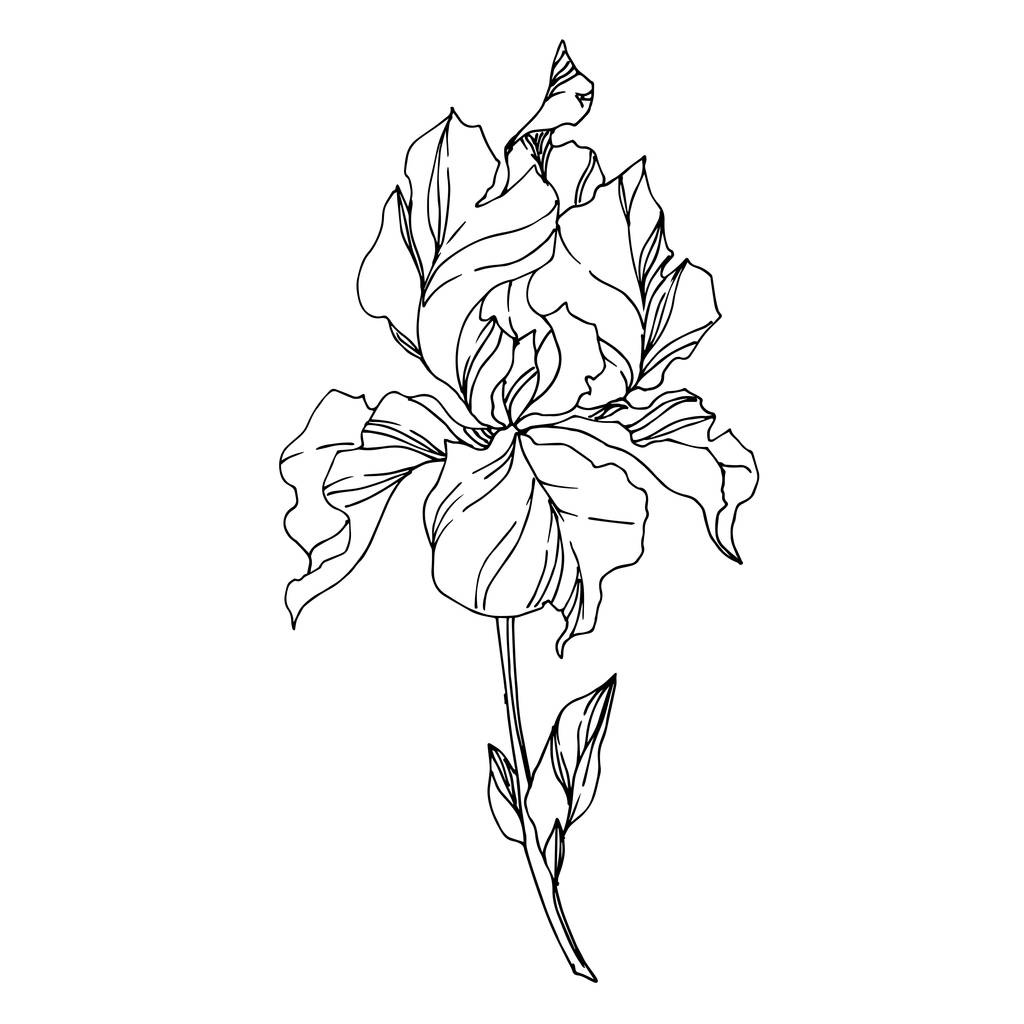 Vector Iris flores botánicas florales. Negro y blanco grabado i
 - Vector, Imagen