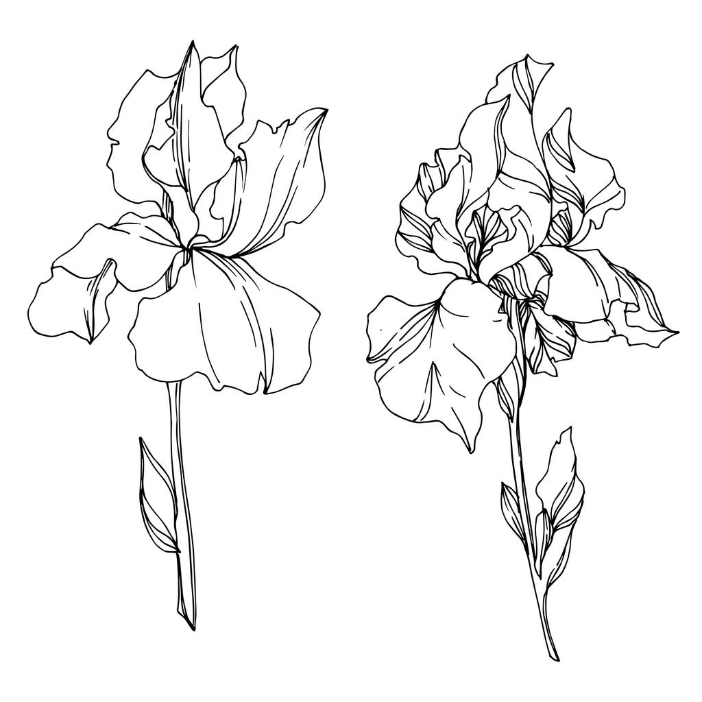 Διάνυσμα Iris λουλούδια βοτανικό. Μαύρο και άσπρο χαραγμένο i - Διάνυσμα, εικόνα