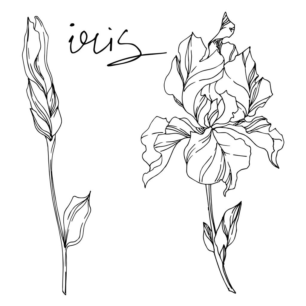 Vektör Iris çiçekli botanik çiçekleri. Siyah ve beyaz oymalı. - Vektör, Görsel